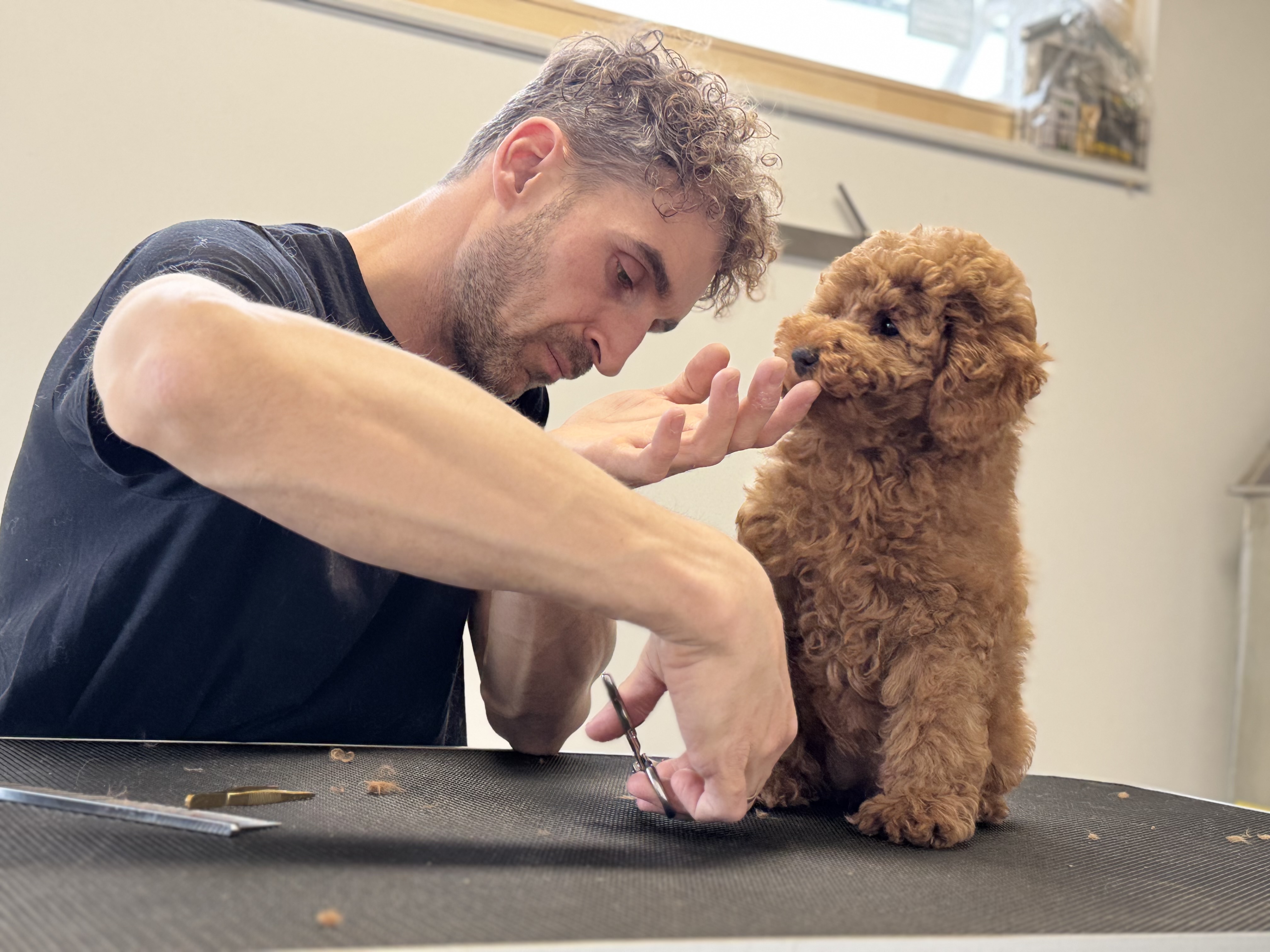 Vollmer Der Hundefriseur Hundefriseur The Groomer Rottenburg Oberndorf Herrenberg Tübingen DogDad