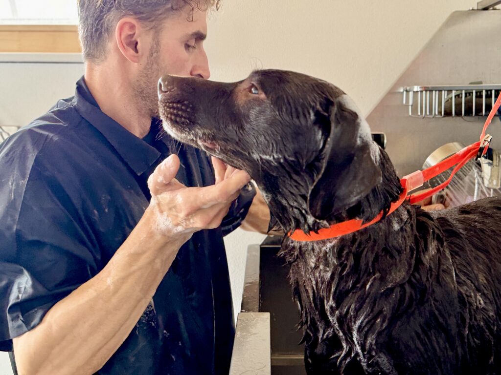 Hundefriseur Hundefriseur Vollmer Der Hundefriseur Der Hundefriseur Vollmer Rottenburg Tübingen Starzach Oberndorf Neustetten Waschen Thalasso Wellness Dog Groomer